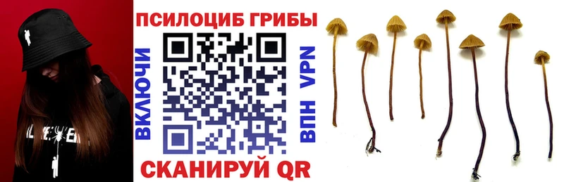 Псилоцибиновые грибы Psilocybine cubensis  Сясьстрой 